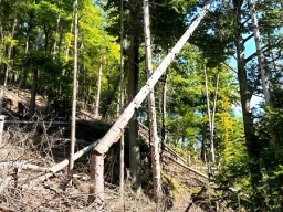 Dead trees